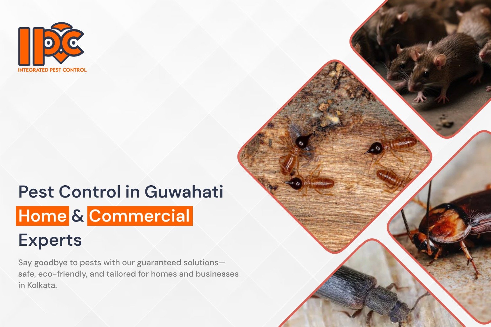 Pest Control in Guwahati – Home & Commercial Experts