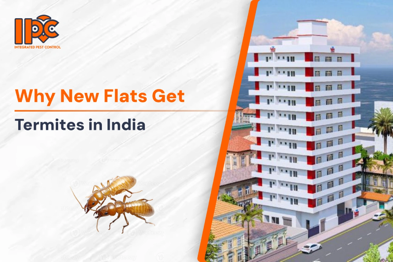 Why New Flats Get Termites in India | IPC Bharat